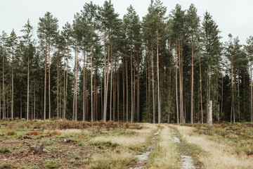 A beautiful natural forest in the Knyszyn Forest