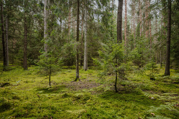 Fototapeta na wymiar A beautiful natural forest in the Knyszyn Forest