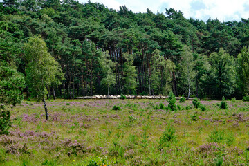 A herd of Schoonebeker Sheep on the forest edge with a border collie dog on the Brunssummerheide, the Netherlands. August 2021