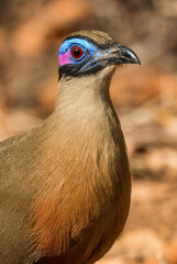 Giant Coua - Coua gigas, big ground bird from endemic in Western Madagascar dry forest. Blue head.