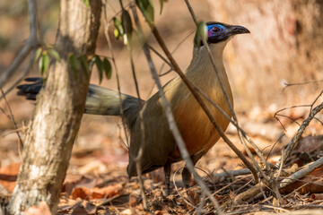 Giant Coua - Coua gigas, big ground bird from endemic in Western Madagascar dry forest. Blue head.