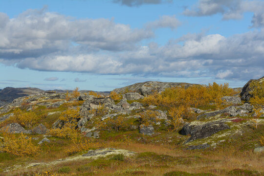 Tundra with hills and trees with yellow leaves.