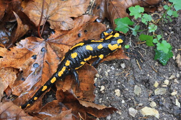 Feuersalamander
