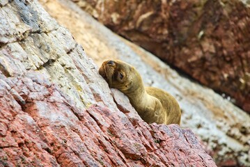 Selective focus of a cute fur seal (Arctocephalinae) sleeping on beach rocks