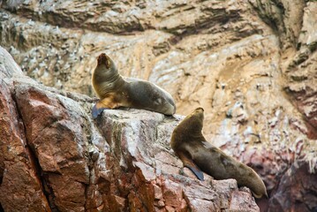 Cute fur seals (Arctocephalinae) resting on beach rocks