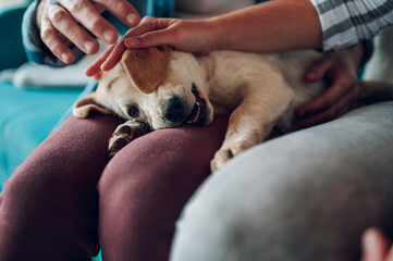 Couple petting their adopted dog while sitting on the couch at home