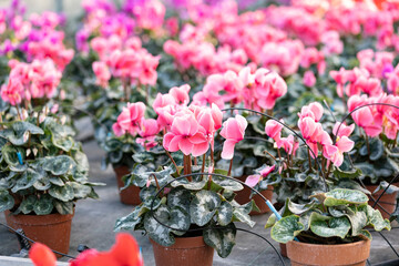 Cyclamen plants watered with drip irrigation in a plant nursery. This species are Cyclamen persicum (Persian cyclamen).  Concept for cultivation, gardening, horticulture, greenhouse and  irrigation.
