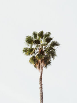 Single tall green palm against a white sky
