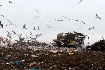 Machinery working on waste in landfill, refuse collection with bulldozer, a lots of birds