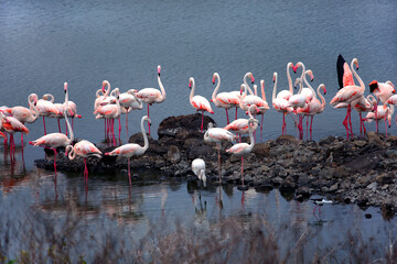 Greater flamingo (Phoenicopterus roseus), bird landing amongst group - obrazy, fototapety, plakaty