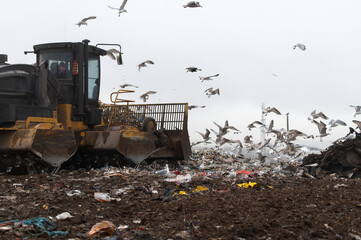 Machinery working on waste in landfill, refuse collection with bulldozer, a lots of birds