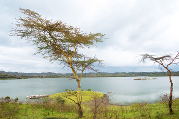 wild and beautiful African landscape with a tree over the lake.Tanzania