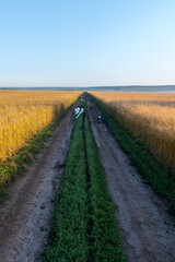 Fototapeta na wymiar Country dirt road on orange agricultural wheat field with ripe crop at sunrise. Golden hour. Selective focus. Copy space for your text. Agribusiness theme.
