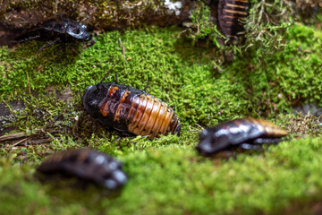 A some big cockroach sits on the moss in close-up