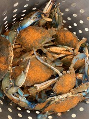 Live blue crabs with seasonings in steamer basket
