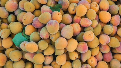 Freshly harvested apricots are cleaned and kept in water for canning and marmalade production.