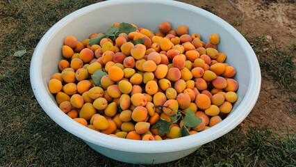 Freshly harvested fresh ripe apricot sweet fruits gathered in a plastic basin waiting to be eaten or canning