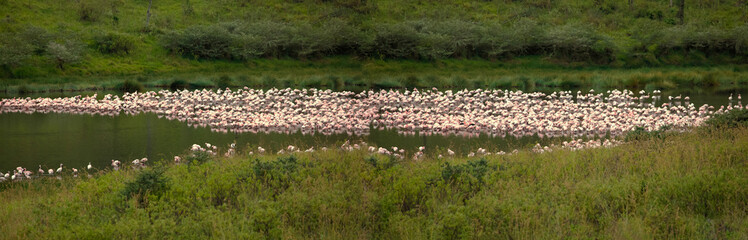 a large colony of a large pink flamingo is resting on a lake in the Arusha African reserve. Many white-pink birds and their reflection in the water