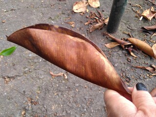 hand holding a dry leaf