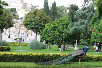 peacock in the park