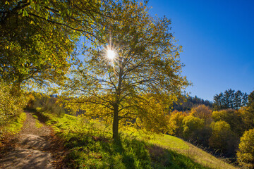 a green hilly meadow in autumn with hiking trail and tree in backlight with sun rays