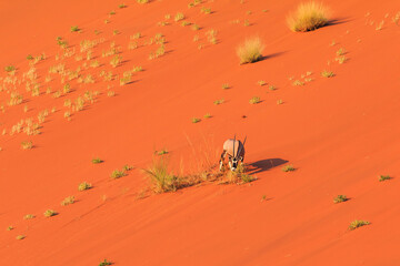 Oryx, Large antelope in the southern part of the Namib Desert, Namibia.