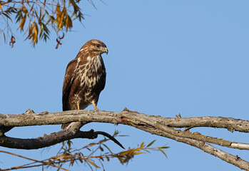 Wild common buzzard (Buteo buteo) perched in the afternoon. Beautiful bird of prey standing on a branch with blue sky background. Symbol of freedom and power. Laguna de la Nava, Palencia, Spain.