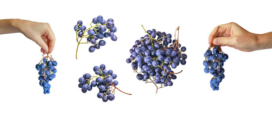 Hand holding black grape fruit on white background. Flat lay, top view.