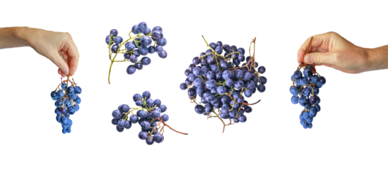 Hand holding black grape fruit on white background. Flat lay, top view.