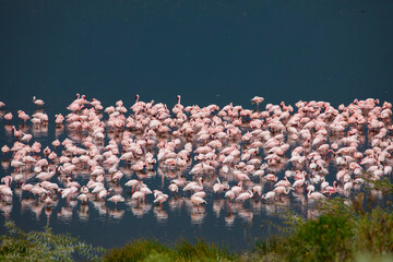 a large colony of a large pink flamingo is resting on a lake in the Arusha African reserve. Many white-pink birds and their reflection in the water - obrazy, fototapety, plakaty