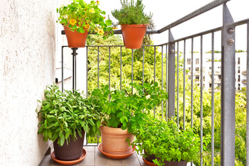 Photo series about growing potatoes in pots: 6. Place on a sunny balcony, patio or terrace, apply...
