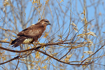 Wild common buzzard (Buteo buteo) perched in the afternoon. Beautiful bird of prey standing on a branch with blue sky background. Symbol of freedom and power. Laguna de la Nava, Palencia, Spain.