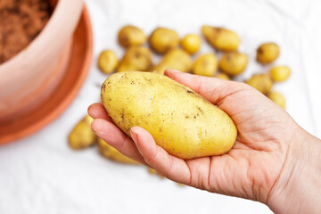 Photo series about growing potatoes in containers on balcony, patio or terrace: 9. A harvest or...
