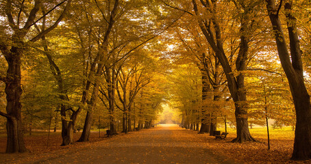 Aleja drzew jesienny krajobraz