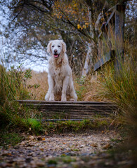 Pet golden retriever dog enjoying a dog walk in countryside