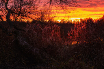 a bright red sunset dawn shines through the coastal reeds on the river bank with a bare lying tree and dry grass. autumn evening landscape in a swampy area