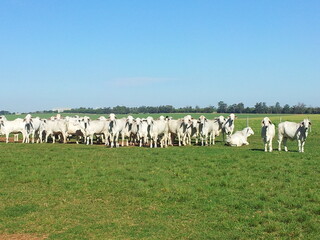 vacas da raça brahman