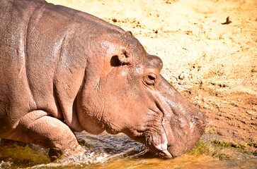 a beautiful fat hippopotamus near the water