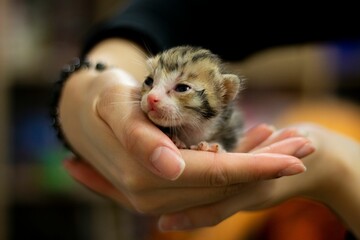 Closeup of a female hand holding a cute newborn kitten © Tszking Lam/Wirestock Creators