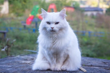 Naklejka na ściany i meble The white cat is strong in nature. cat mammals