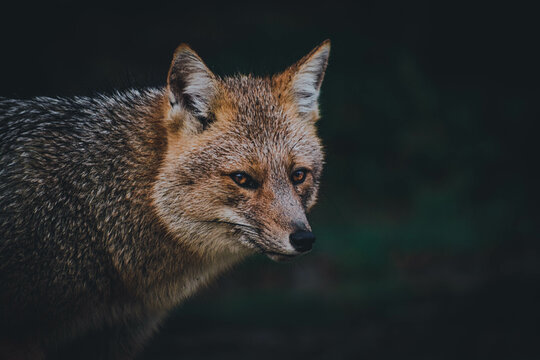 Zorro, Ushuaia, Tierra del Fuego, Patagonia Argentina