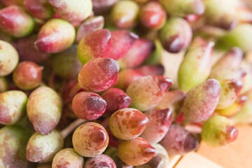 Succulent (Echeveria, crassula, aeonium, cotyledon, lithops, kalanchoe, caudex, etc)