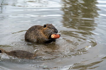 wild nutria eating and cleaning his self in the water