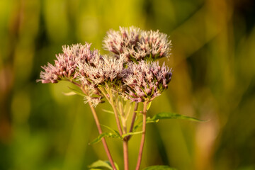 Valeriana officinalis flowers at sunset. Summer meadow flora. Medicinal plant