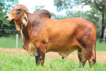 touros da ra&ccedil;a gir leiteiro