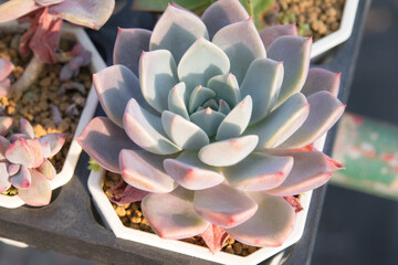 Succulent (Echeveria, crassula, aeonium, cotyledon, lithops, kalanchoe, caudex, etc)
