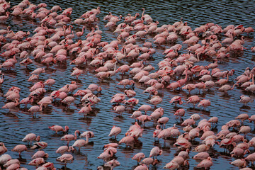 a large colony of a large pink flamingo is resting on a lake in the Arusha African reserve. Many white-pink birds and their reflection in the water