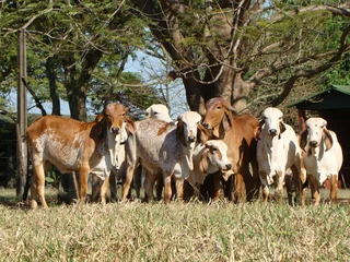 Fotobehang touros gir leiteiro © Valdecir