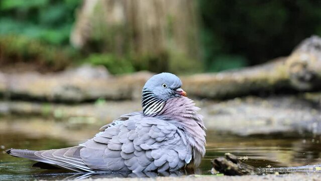 Side view on common wood pigeon taking a bath in forest pond