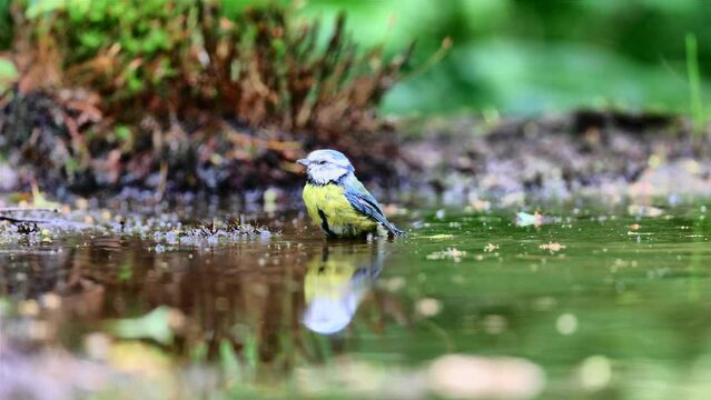 Blue tit taking a bath in a forest pool surface level video